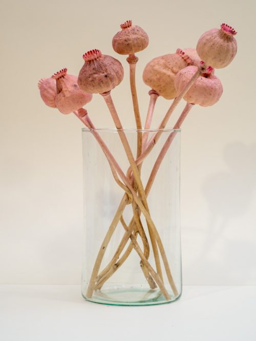 Barack nagyfejű mák