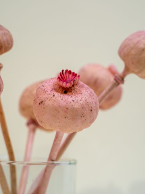 Barack nagyfejű mák