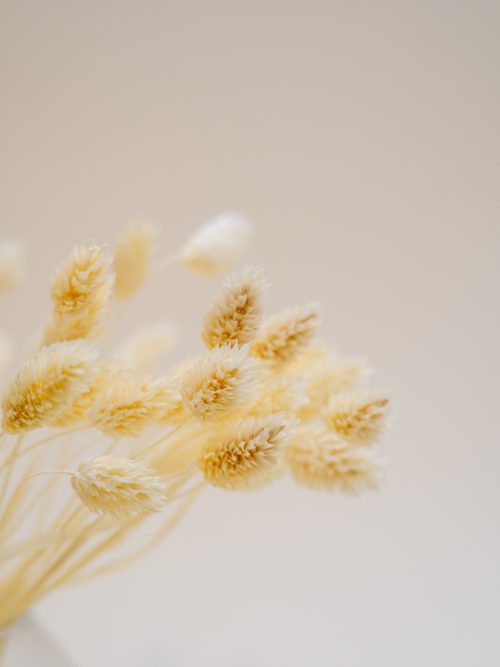 Krémfehér fénymag szárazvirág