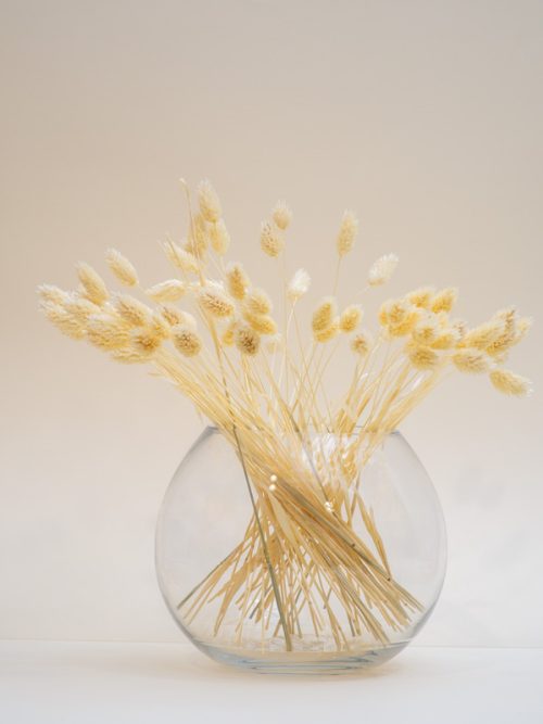 Krémfehér fénymag szárazvirág