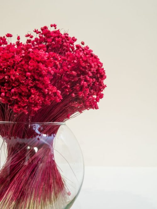 Meggypiros glixia szárazvirág