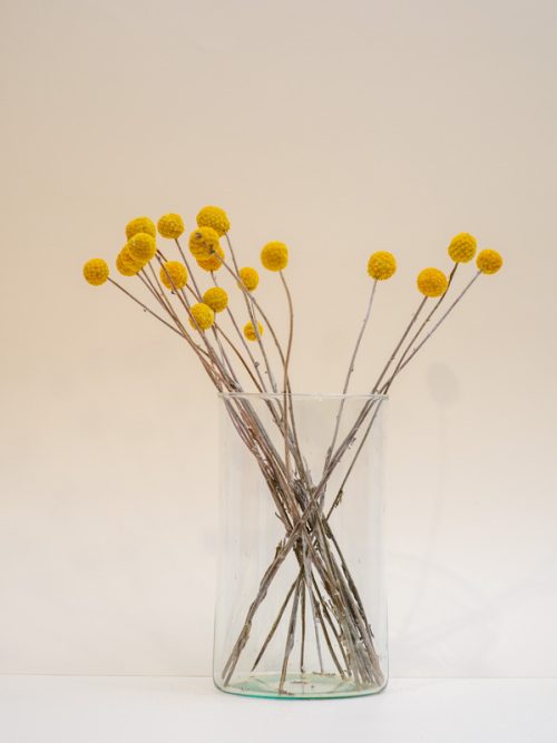 Natúr craspedia szárazvirág