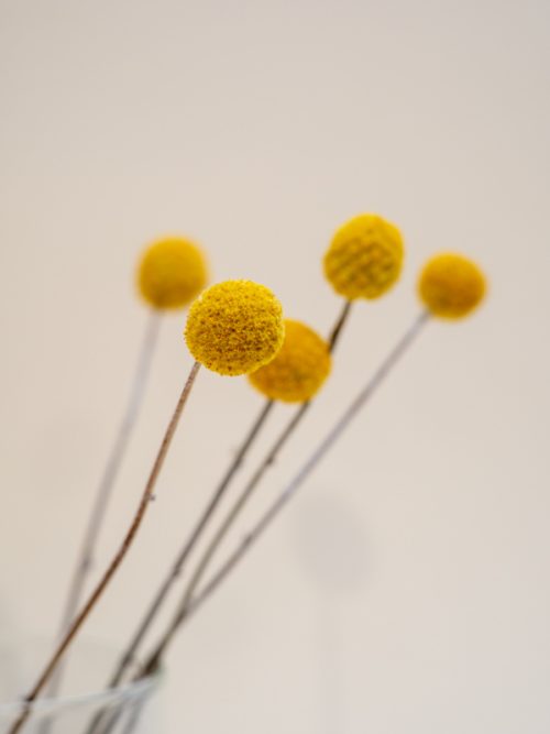 Natúr craspedia szárazvirág