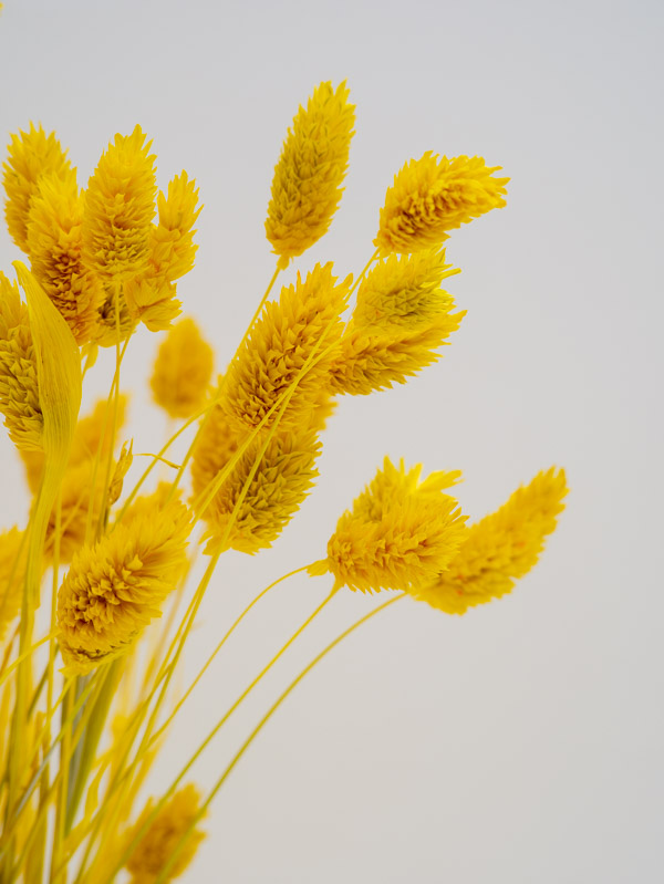 Sárga fénymag szárazvirág - Image 2