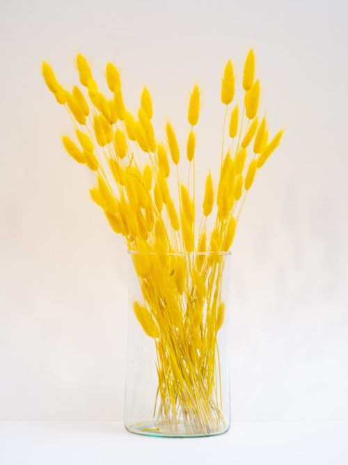 Sárga lagurusz szárazvirág