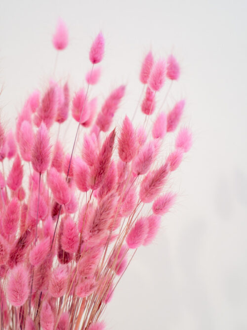 Rózsaszín lagurusz szárazvirág