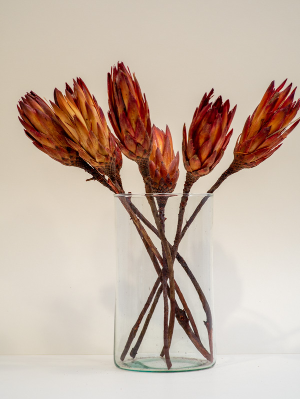 voros-protea-szarazvirag