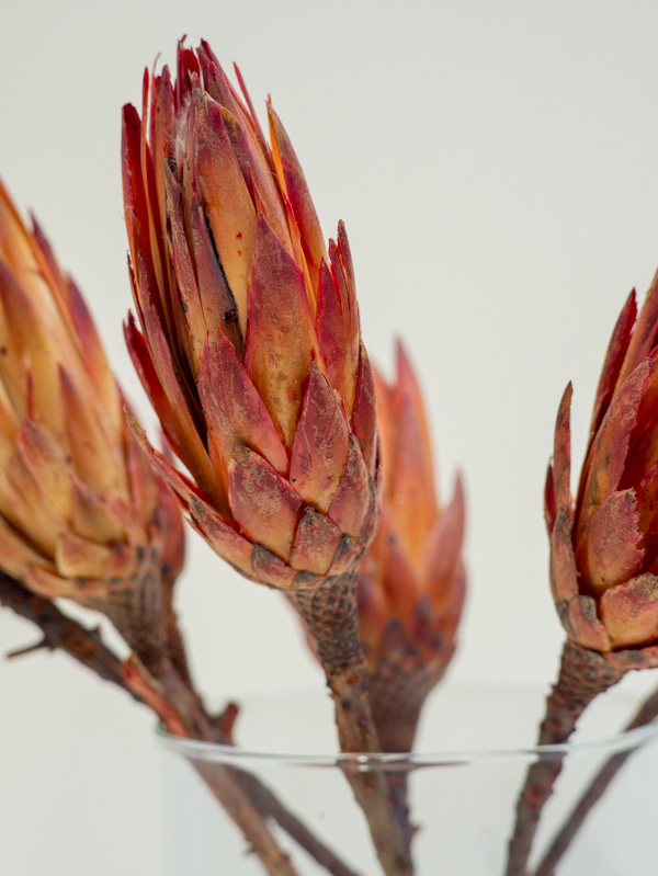 voros-protea-szarazvirag