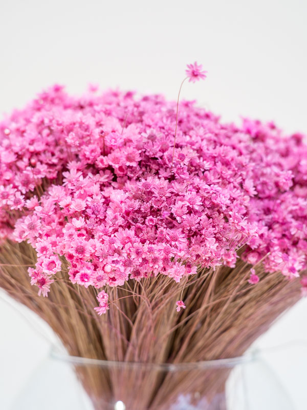 Rózsaszín glixia szárazvirág - Image 2