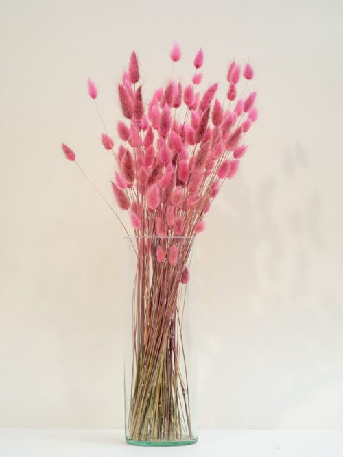 Rózsaszín lagurusz szárazvirág