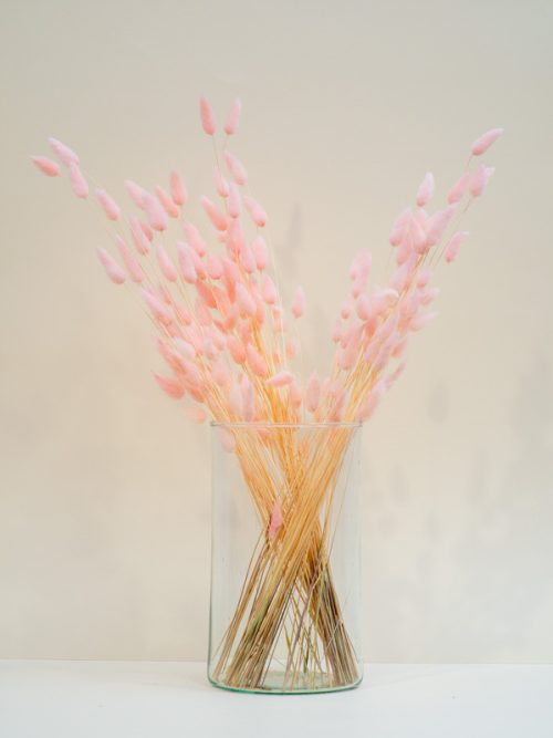 Világos rózsaszín lagurusz szárazvirág