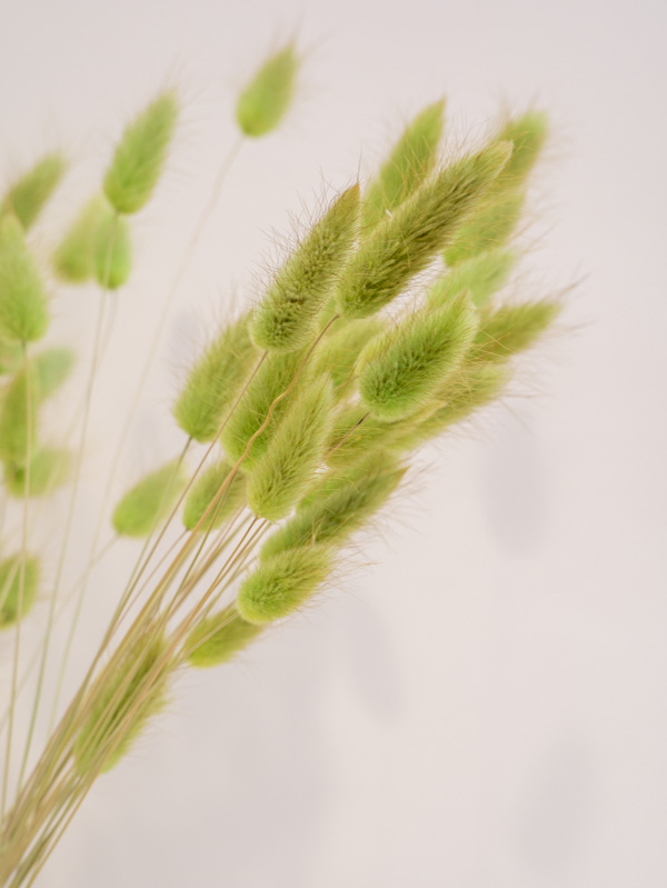 zold-lagurusz-szarazvirag-2