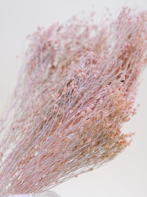 Halvány rózsaszín broom bloom szárazvirág