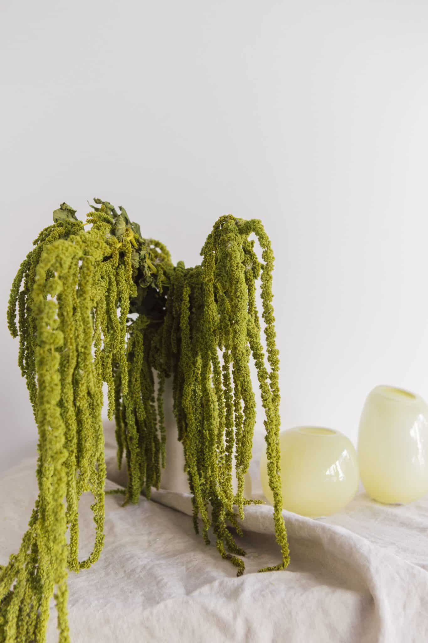 Bókoló amaránt szárazvirág