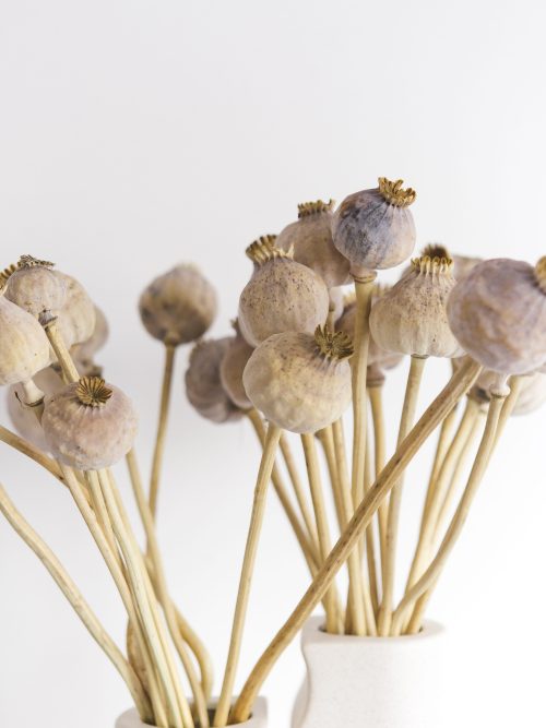 Natúr nagyfejű mák szárazvirág