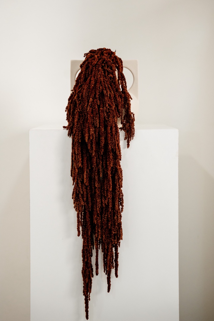 barnasvoros-csungo-amarant