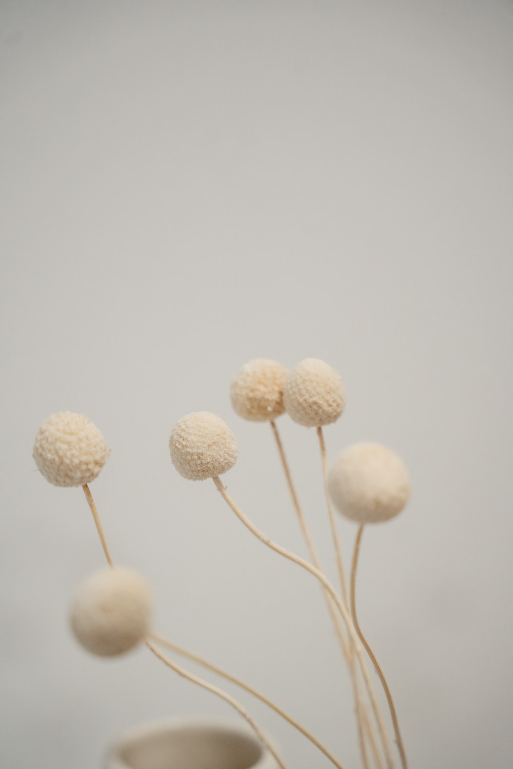 Fehérített craspedia szárazvirág - Image 2