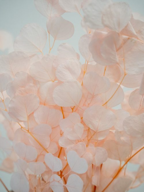 Kerek levelű preparált pasztell barack eukaliptusz szárazvirág