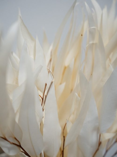 Lándzsa levelű preparált fehérített eukaliptusz szárazvirág