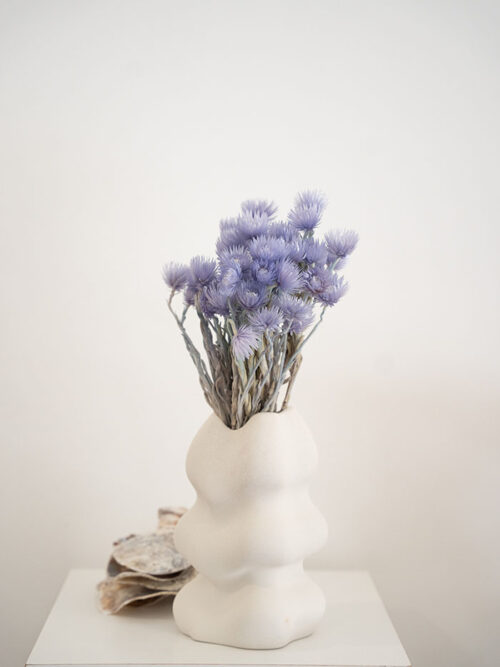 Lila capblume