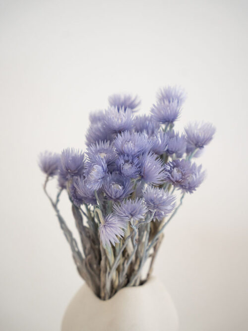 Lila capblume