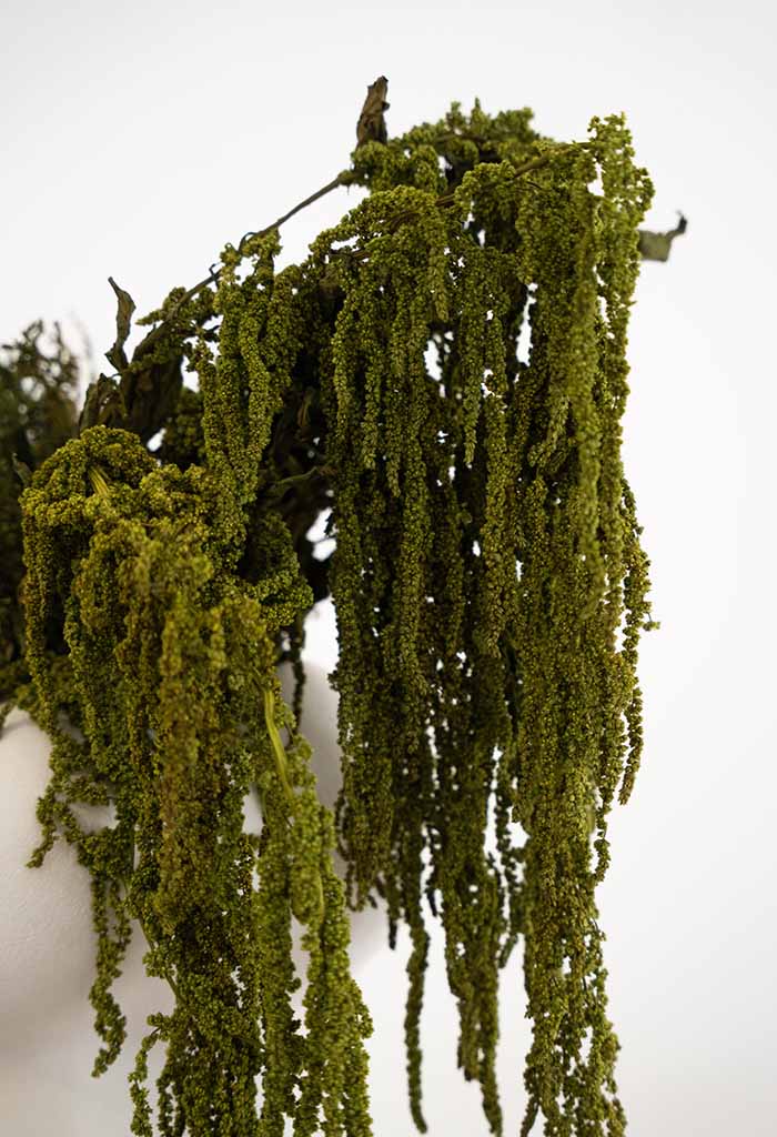 Bókoló amaránt szárazvirág - Image 5