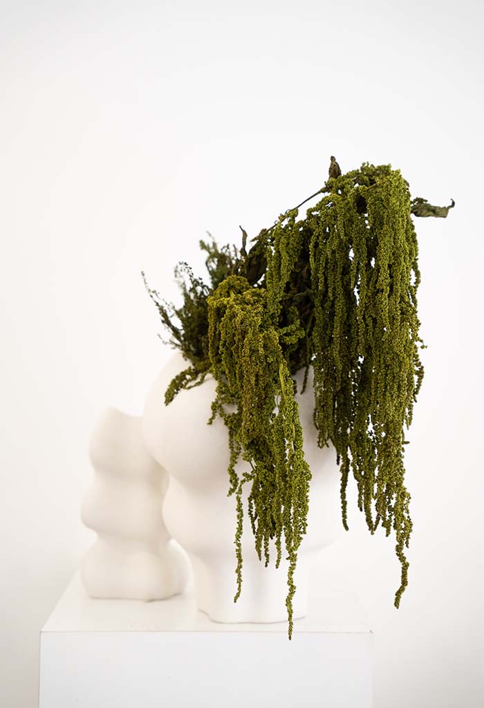 Bókoló amaránt szárazvirág - Image 4