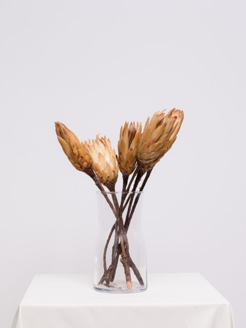 Sárga protea