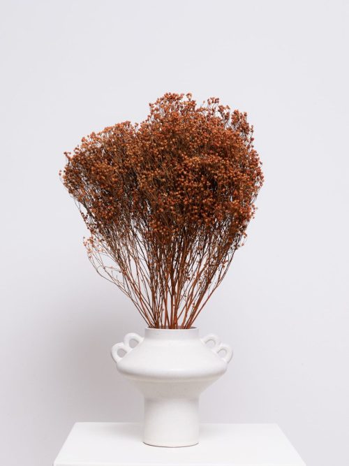 Terracotta broom bloom