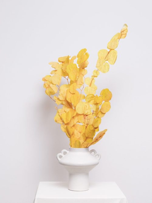 Sárga gömb eukaliptusz