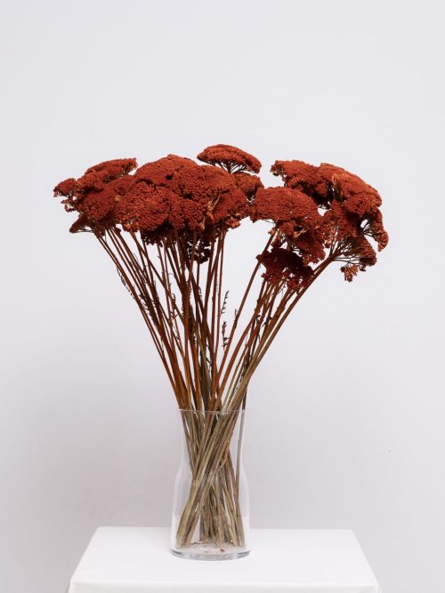 Terracotta achillea